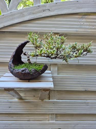 Bonsai azallee halbkaskade in - bonsai,