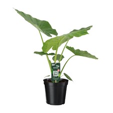 Alocasia macrorrhiza - , –