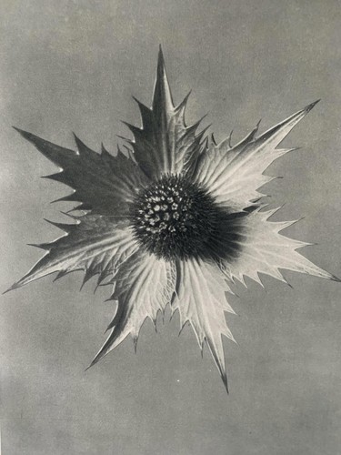 1929 karl blossfeldt - 1929,