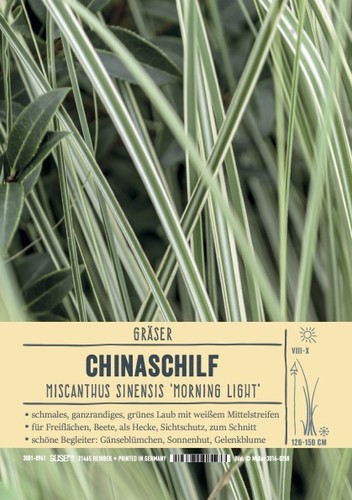 Miscanthus sinensis morning - miscanthus, "morning