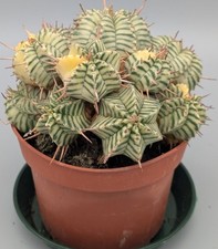 Euphorbia Meloformis Variegata