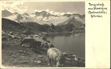 Mayrhofen Zillertal Bergschafe Schwarzsee Berlinerhütte Zil