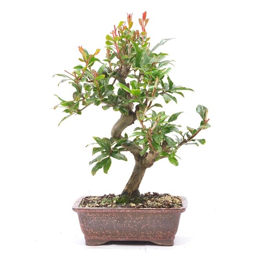 Bonsai granatapfel punica - bonsai, 'punica
