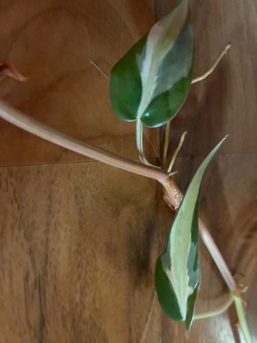 Philodendron silver stripe