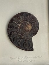 Goniatit Querschnitt Gerahmt