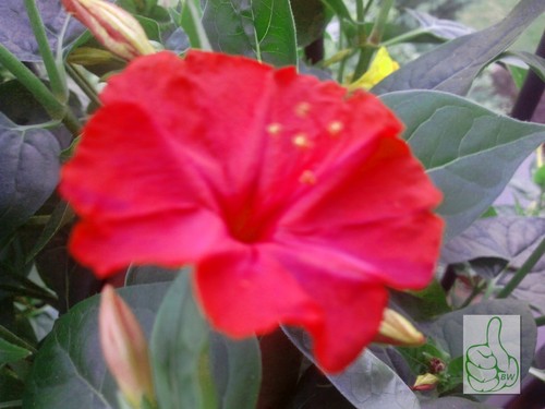 Wunderblume 15 frische - wunderblume, /