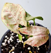 Syngonium Milk Confetti