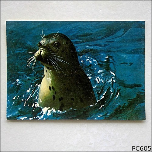 Neugieriger seehund postcard - neugieriger,