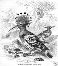 WIEDEHOPF HOPFE (Upupa epops)