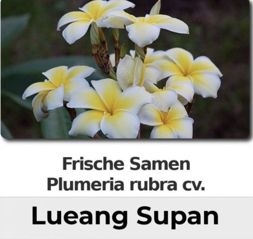 Plumeria rubra lueang supan - lueang,