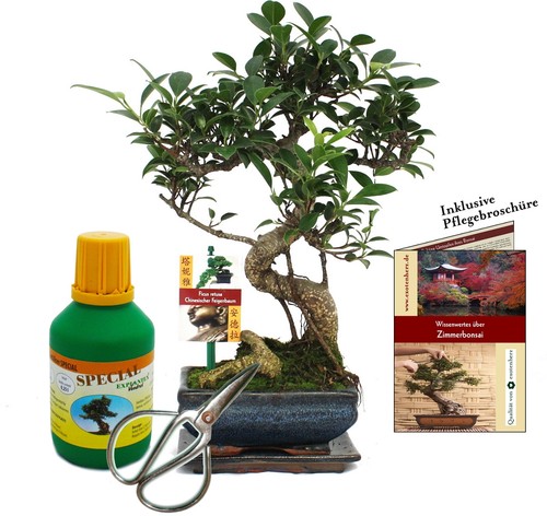 Geschenkset bonsai ficus - geschenkset,
