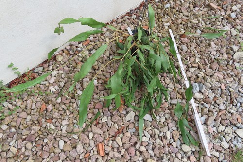 Epiphyllum blattkaktus - epiphyllum,