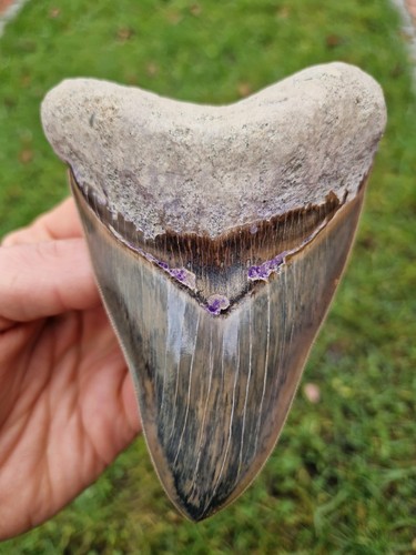 Blau schwarzer megalodon zahn - megalodon,