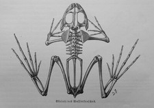 Skelett Wasserfrosch Ranidae Holzstich 1912  Frosch Anatomie 