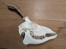 Rehbock Schädel komplett mit