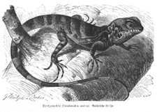 Stelzenechse Hypsibatus pictus Holzstich von 1892 Echse Leguan  Mützel 