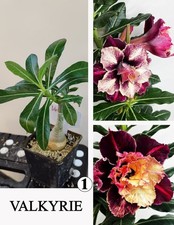 ADENIUM VALKYRIE N1 WUSTENROSE