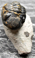 TRILOBIT Trilobiten Fossilien