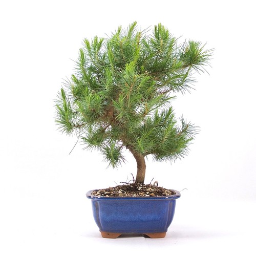 Bonsai aleppo kiefer - bonsai, aleppo-kiefer