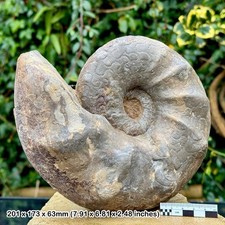 SEHR SELTENER 8" CERATITE