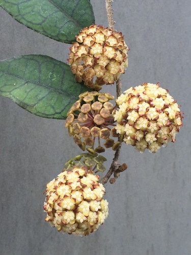 Hoya finlaysonii rooted - finlaysonii,,