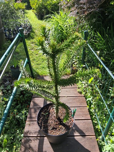 Araucaria araucana - x,