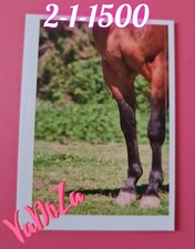 Abenteuer  Tierwelt  - Pferd