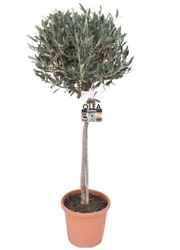 Olivenbaum stämmchen 100 120 - olivenbaum-stämmchen, 100-120