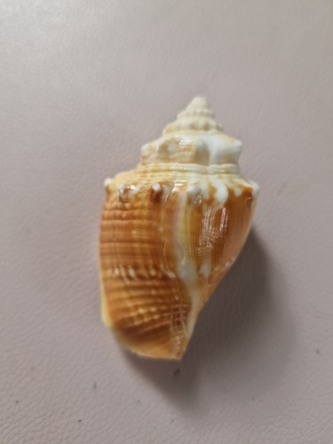 Fechterschnecke vorkommen - fechterschnecke.,