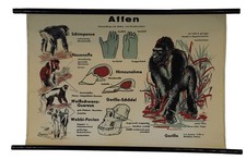 Schulwandkarte Rollbild Poster Afrika Affen Gorilla Schimpanse Pavian
