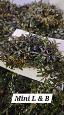 Bucephalandra mini lb - sp.,