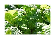 25x Riesen Zitronenmelisse