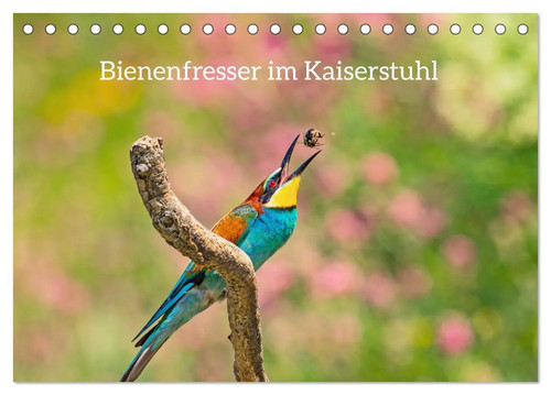 Bienenfresser kaiserstuhl - bienenfresser,