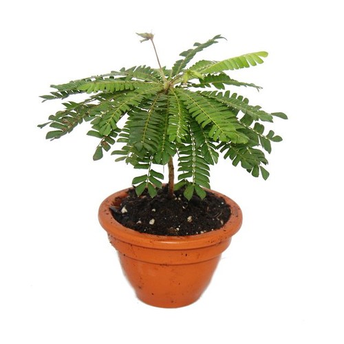 Exotenherz biophytum - exotenherz,