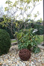 Weidenkugel Weidenball