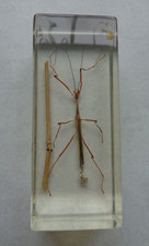 Echtes Insekt  in Acryl "