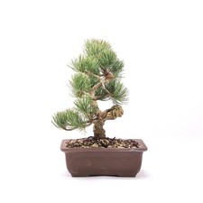 BONSAI Mädchenkiefer 'Pinus