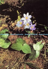 D192952 Pro Infirmis Leberblumchen Hepatique a Trois Lobes Erba Trinita Hug and