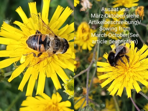 Doldiges