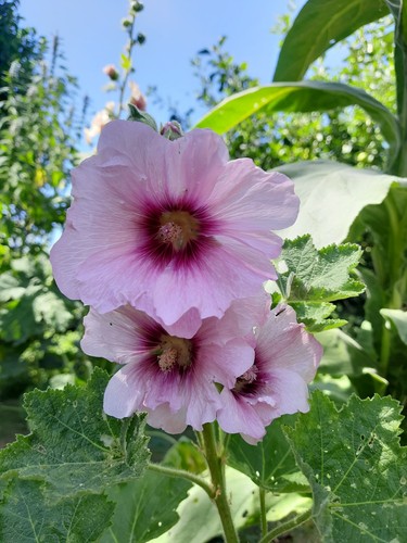 Bauernrosen samen rosa pink - rosa,