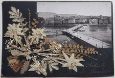 Geneve Genf echtes Edelweiß