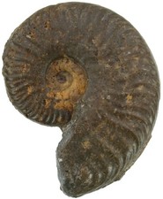 Lias  Harpoceras (Cleviceras)
