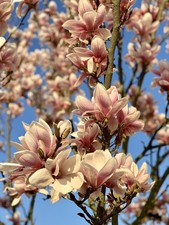 Magnolien Stecklinge lachs-gelb winterharte Pflanzen Blumen für den Garten Deko