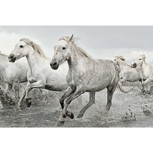 Poster pferde white horses - pferde,