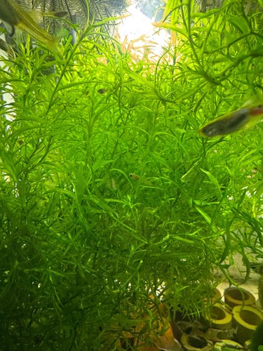 Aquariumpflanzen - 🌿, –