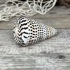 Conus Litteratus 7-8cm