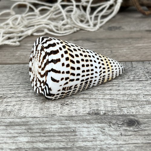 Conus litteratus 8cm - litteratus, 7-8cm