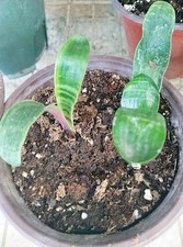 Tiger Stripe Clivia, Orange