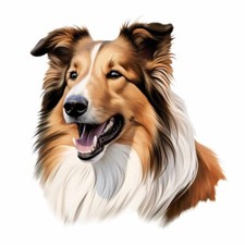 Designer Aufkleber / Sticker - Hunde Collie Porträt 15