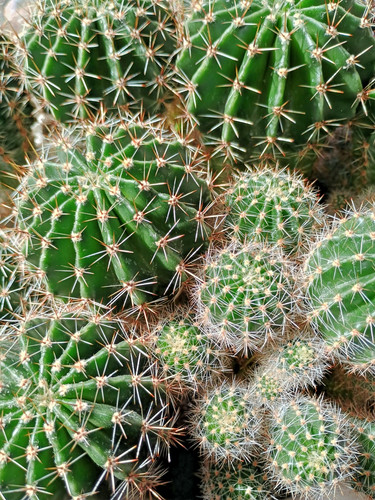 Kaktus echinopsis - kaktus,,
